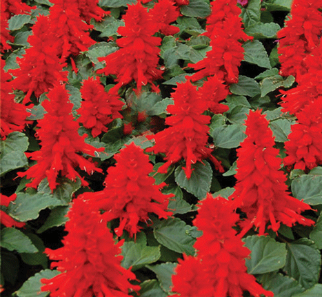  Hoa xác pháo đỏ (300 mg) 