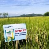  SYN112 - Giống lúa thuần 
