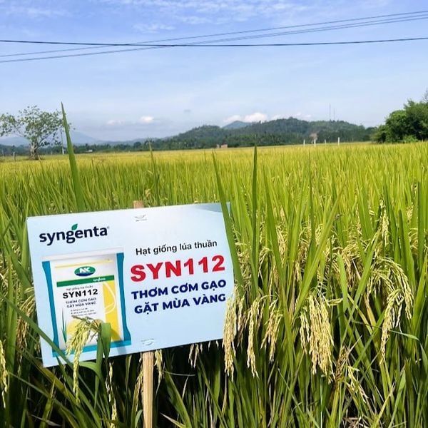  SYN112 - Giống lúa thuần 