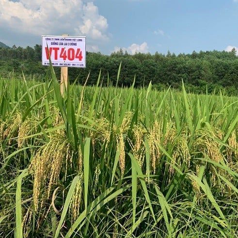  VT 404 - Lúa lai (800g) 