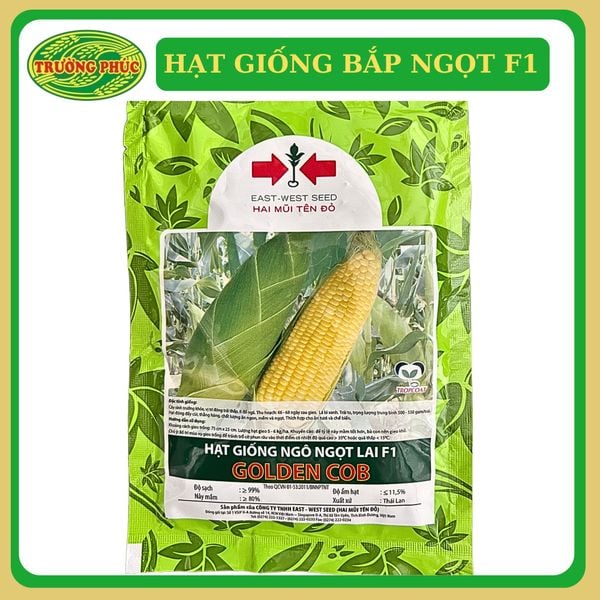  Golden Cob - Ngô ngọt (Ngô Mỹ) ( bắp) 