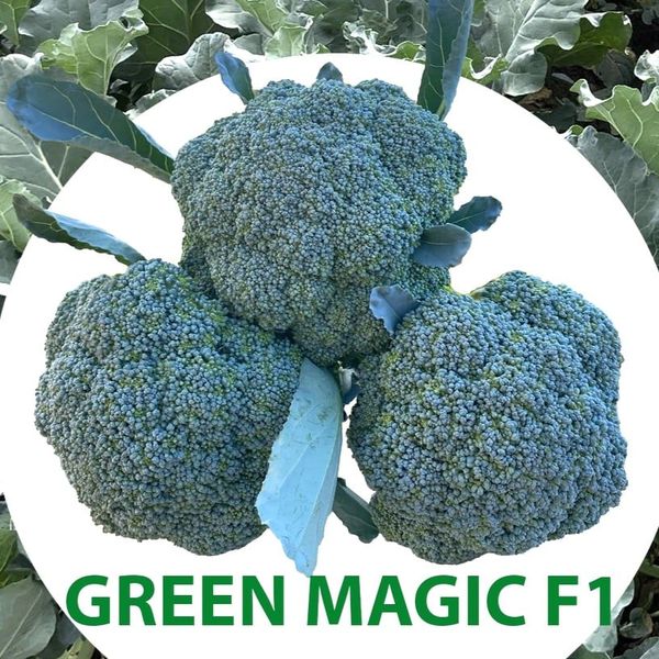  Súp lơ xanh Green Magic Sakata (10g) 