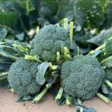  Súp lơ xanh Matador 777 SV SAKATA 