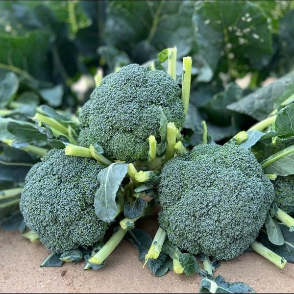  Súp lơ xanh Matador 777 SV SAKATA 