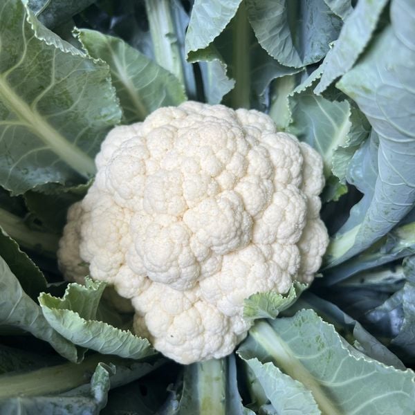  Súp lơ trắng White Stone Sakata 