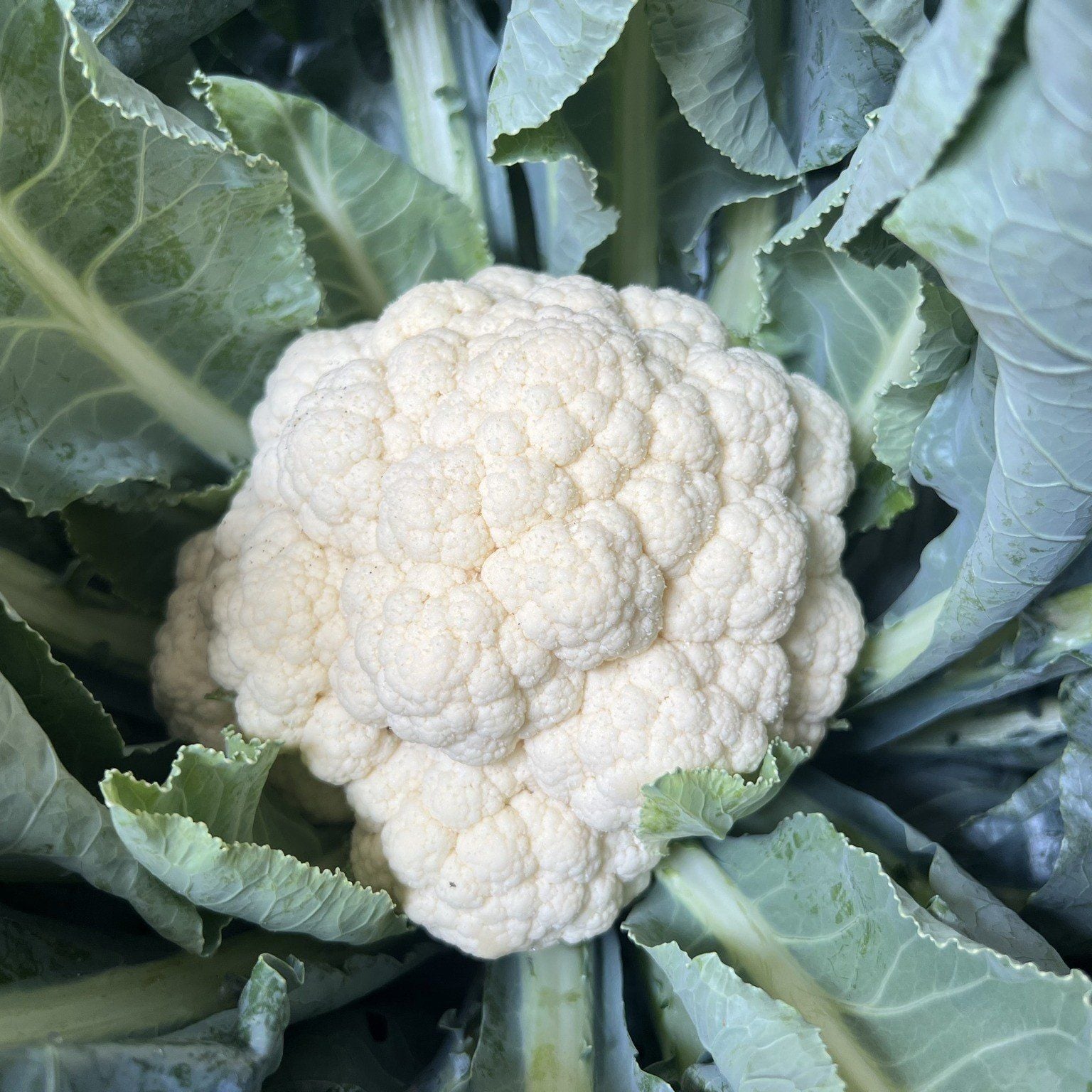  Súp lơ trắng White Stone Sakata 