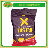  TVS 126 - Giống ngô kháng sâu 