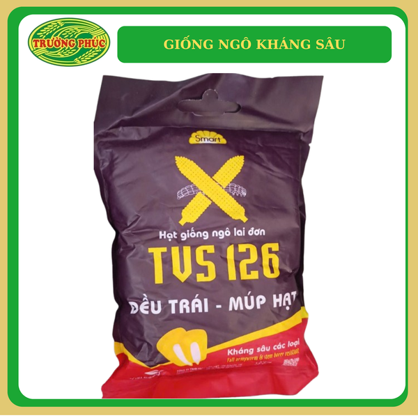  TVS 126 - Giống ngô kháng sâu 