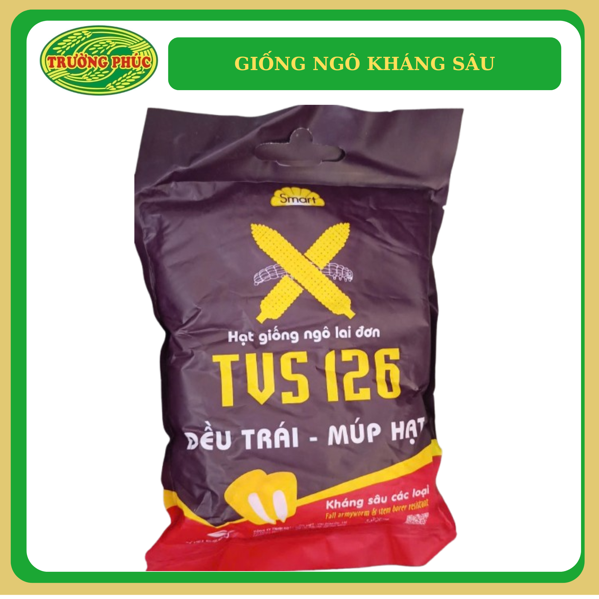  TVS 126 - Giống ngô kháng sâu 