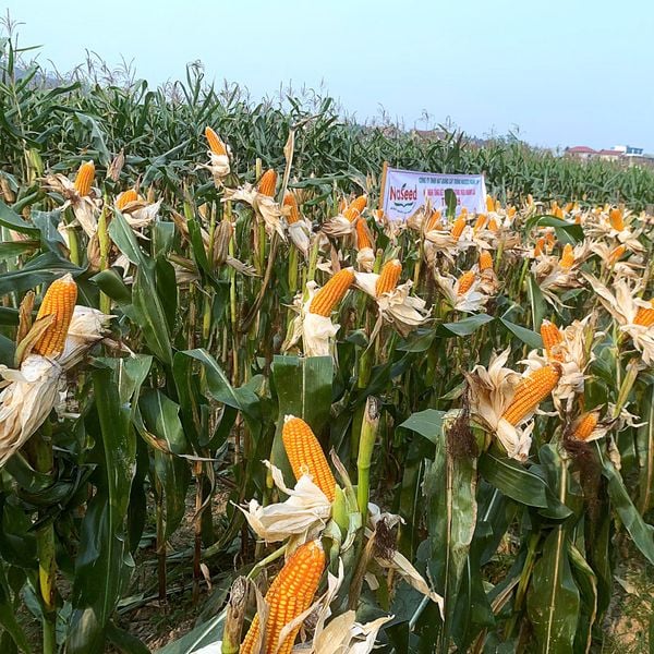  TVS 126 - Giống ngô kháng sâu 