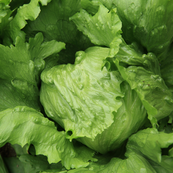  Xà lách giòn (2g) 