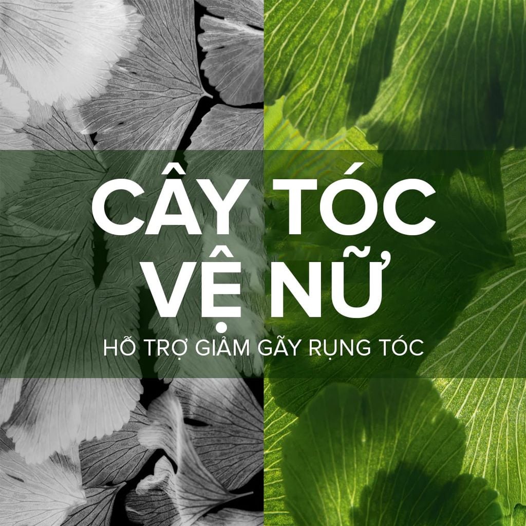Viên uống mọc tóc, giảm rụng tóc Biotin Pháp Arkopharma dưỡng nang tóc, tóc chắc khoẻ-TPBVSK Forcapil Antichute 30v