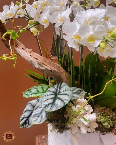  Thanh Sắc 