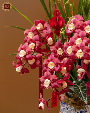  Địa Lan Cát Tường 