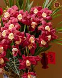  Địa Lan Cát Tường 