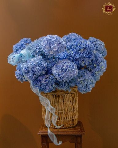  Blue Hydrangeas 