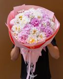  Pink - White Peony 