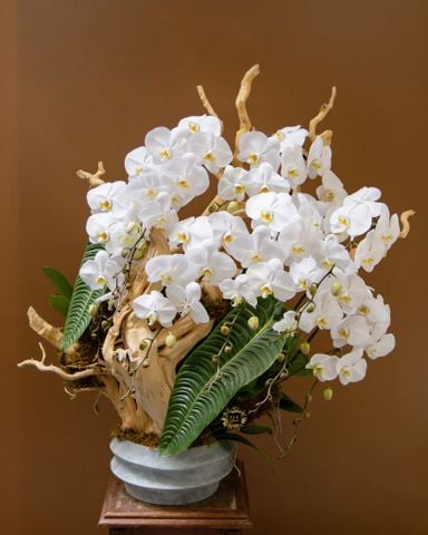  Mộc Lan Trắng 