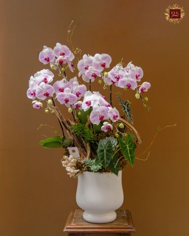  Giấc Mộng Hồng 