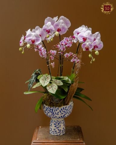  Sương Hồng 