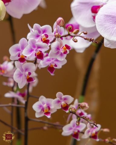  Sương Hồng 