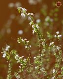  Tuyết Mai Nhật Bản 