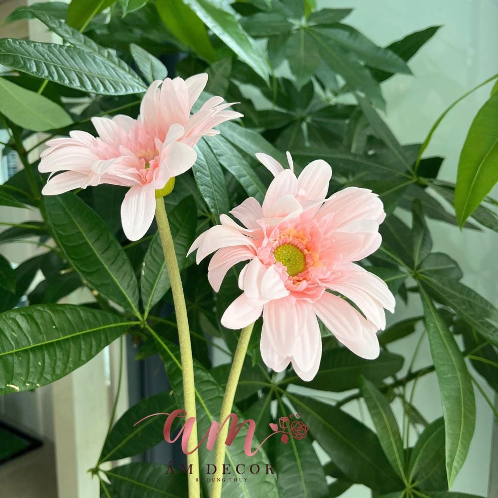 HOA ĐỒNG TIỀN (Hồng)