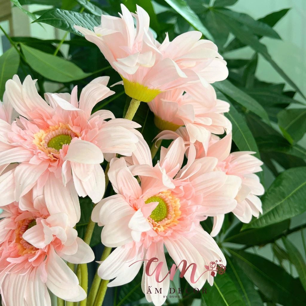 HOA ĐỒNG TIỀN (Hồng)