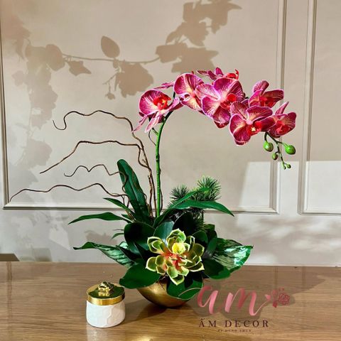  BÌNH HOA BASTIENNE ORCHID CHERIE 