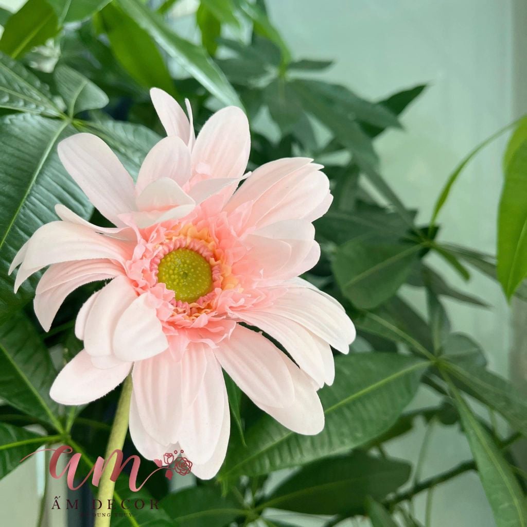 HOA ĐỒNG TIỀN (Hồng)