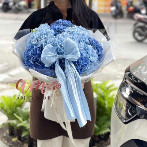  A OCEAN HYDRANGEA 