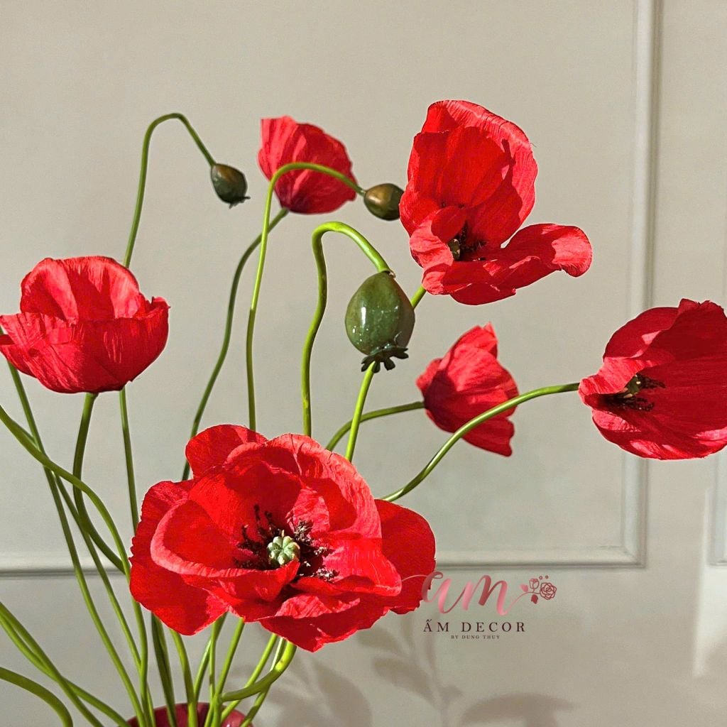 ZBÌNH HOA DAWN POPPY