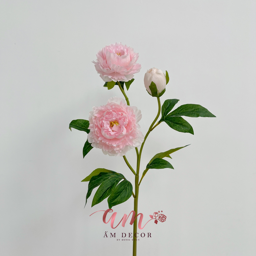 CÀNH MẪU ĐƠN THÁI 2B1N