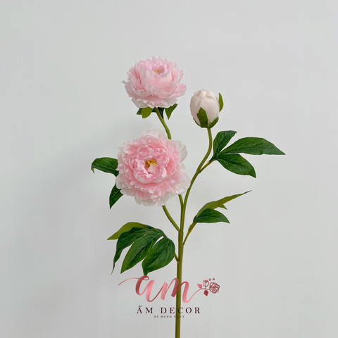  CÀNH MẪU ĐƠN THÁI 2B1N 