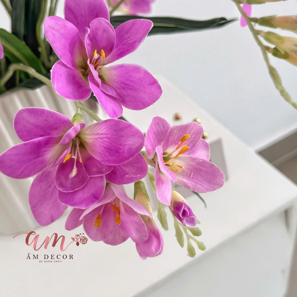 ZBÌNH HOA FREE-SIA ORCHID CUPRÉLIA