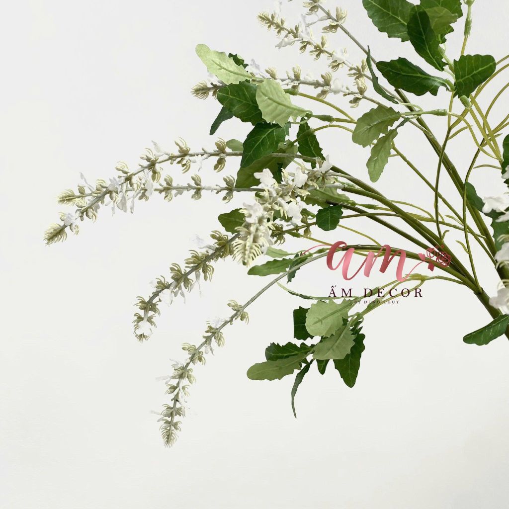 OẢI HƯƠNG CỎ XÔ THƠM (TRẮNG)