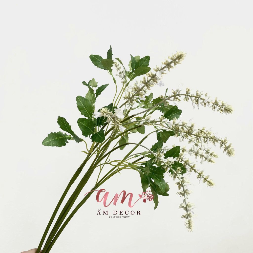 OẢI HƯƠNG CỎ XÔ THƠM (TRẮNG)