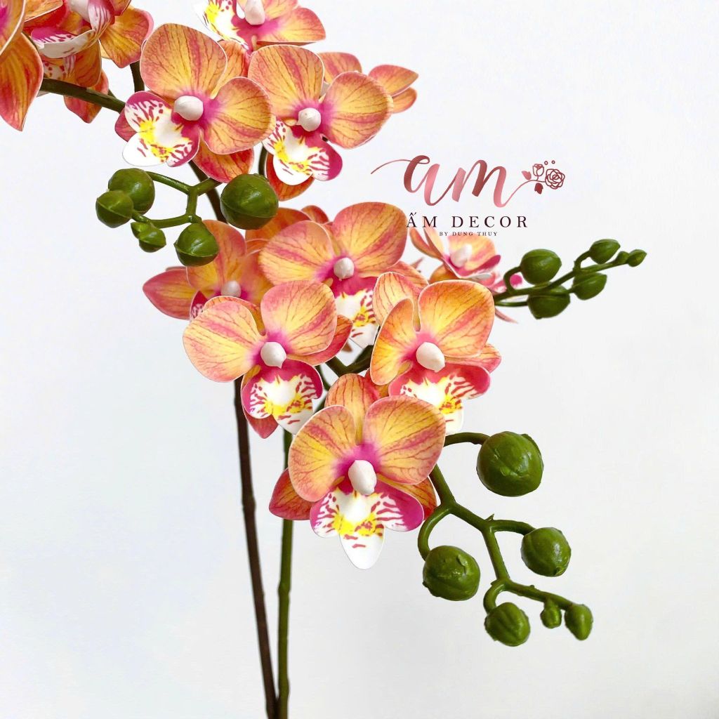 ĐỊA LAN NHÍ 2 NHÁNH (CAM)