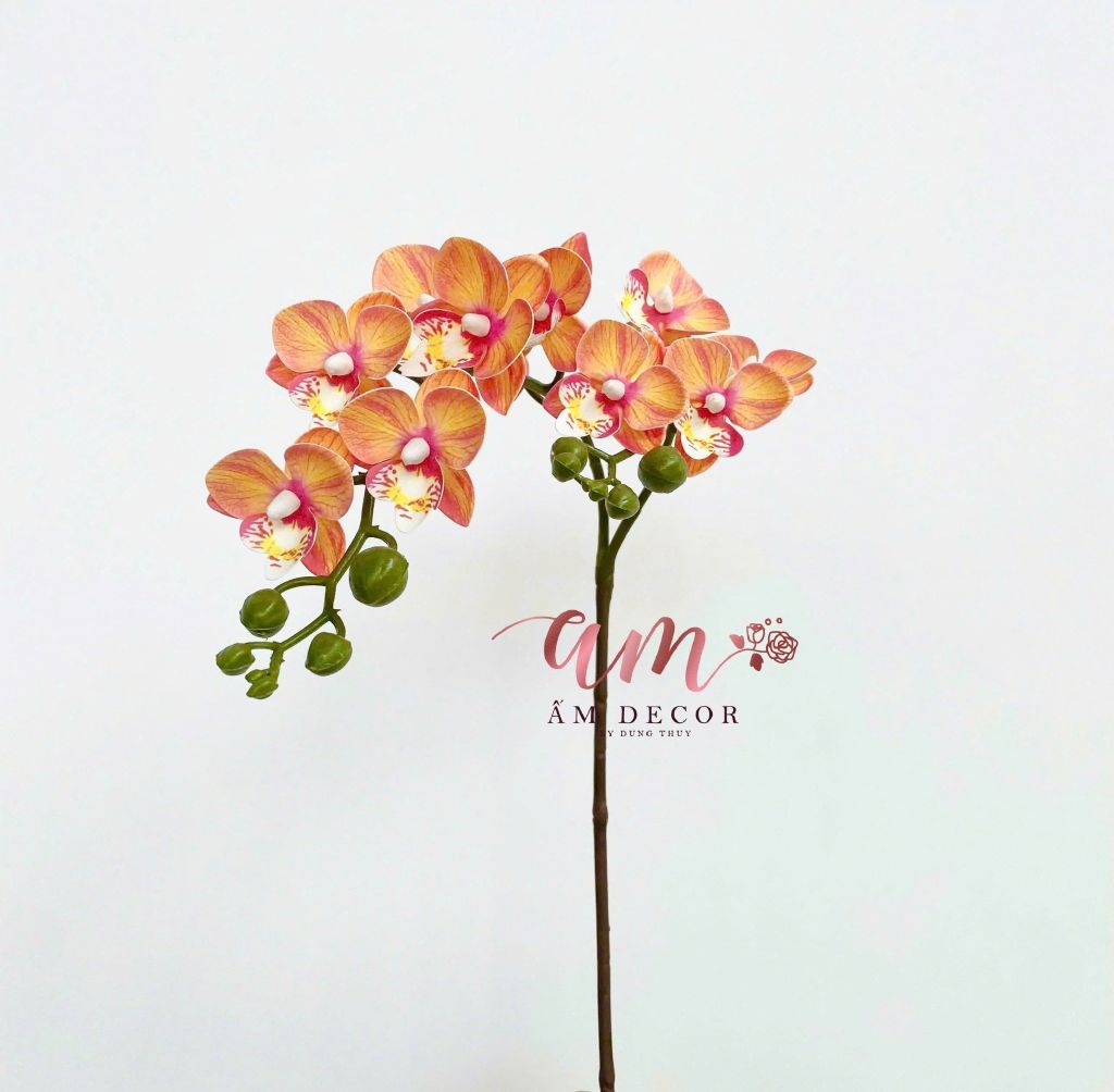 ĐỊA LAN NHÍ 2 NHÁNH (CAM)