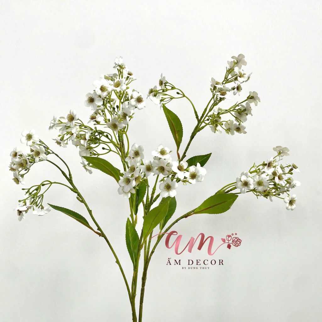 HOA SAO DẠI (TRẮNG)