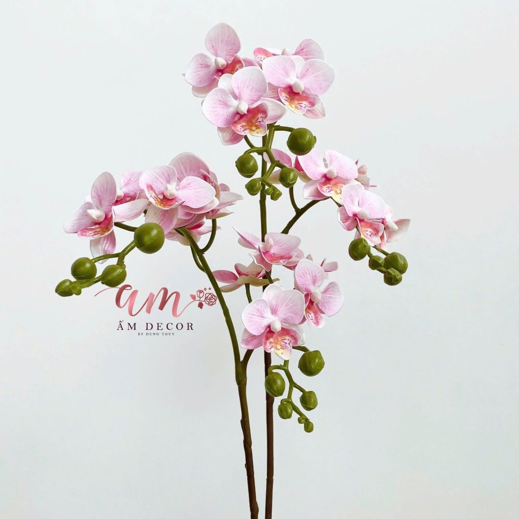 ĐỊA LAN NHÍ 2 NHÁNH (HỒNG)
