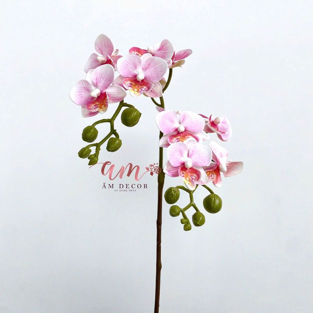 ĐỊA LAN NHÍ 2 NHÁNH (HỒNG)