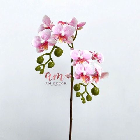  ĐỊA LAN NHÍ 2 NHÁNH (HỒNG) 