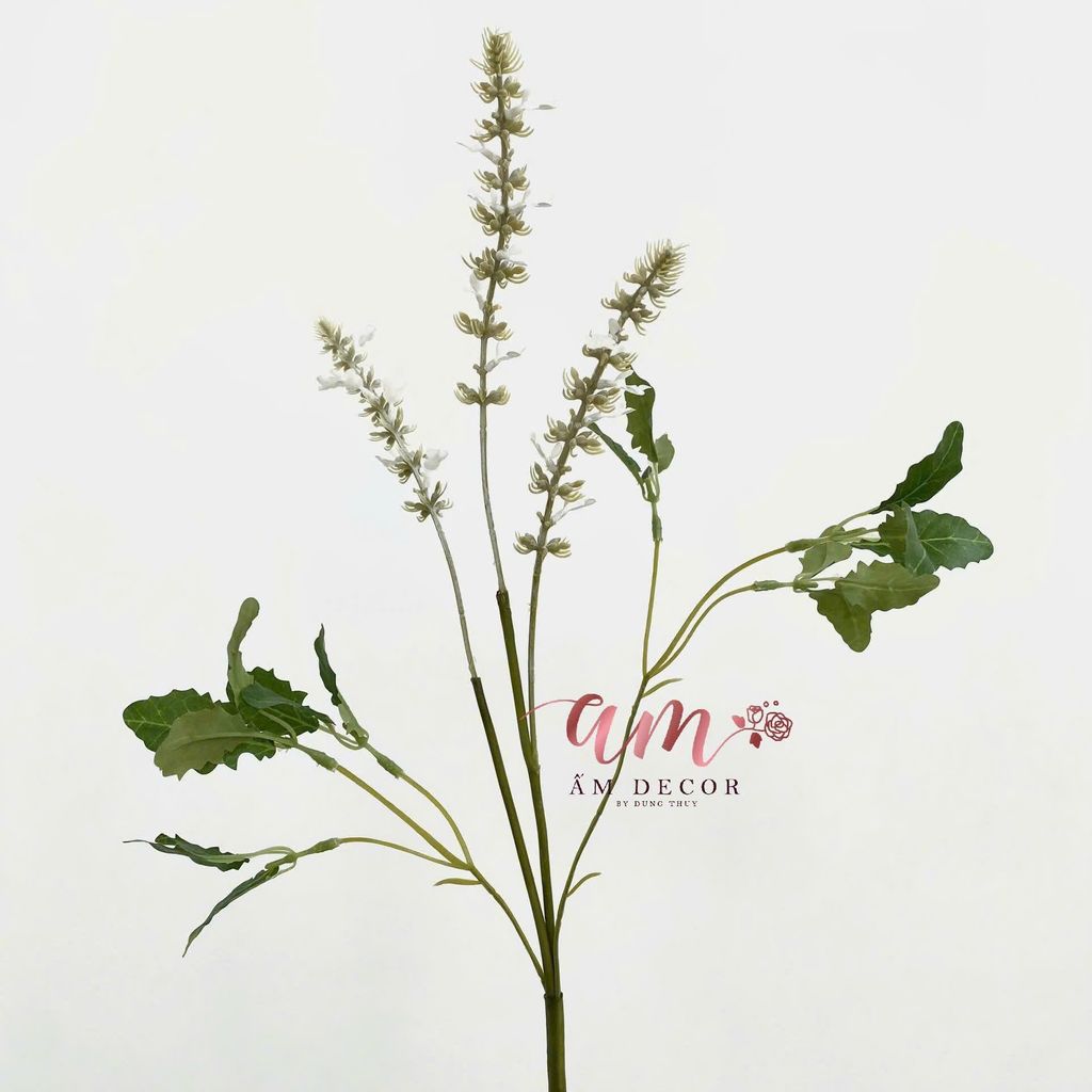OẢI HƯƠNG CỎ XÔ THƠM (TRẮNG)