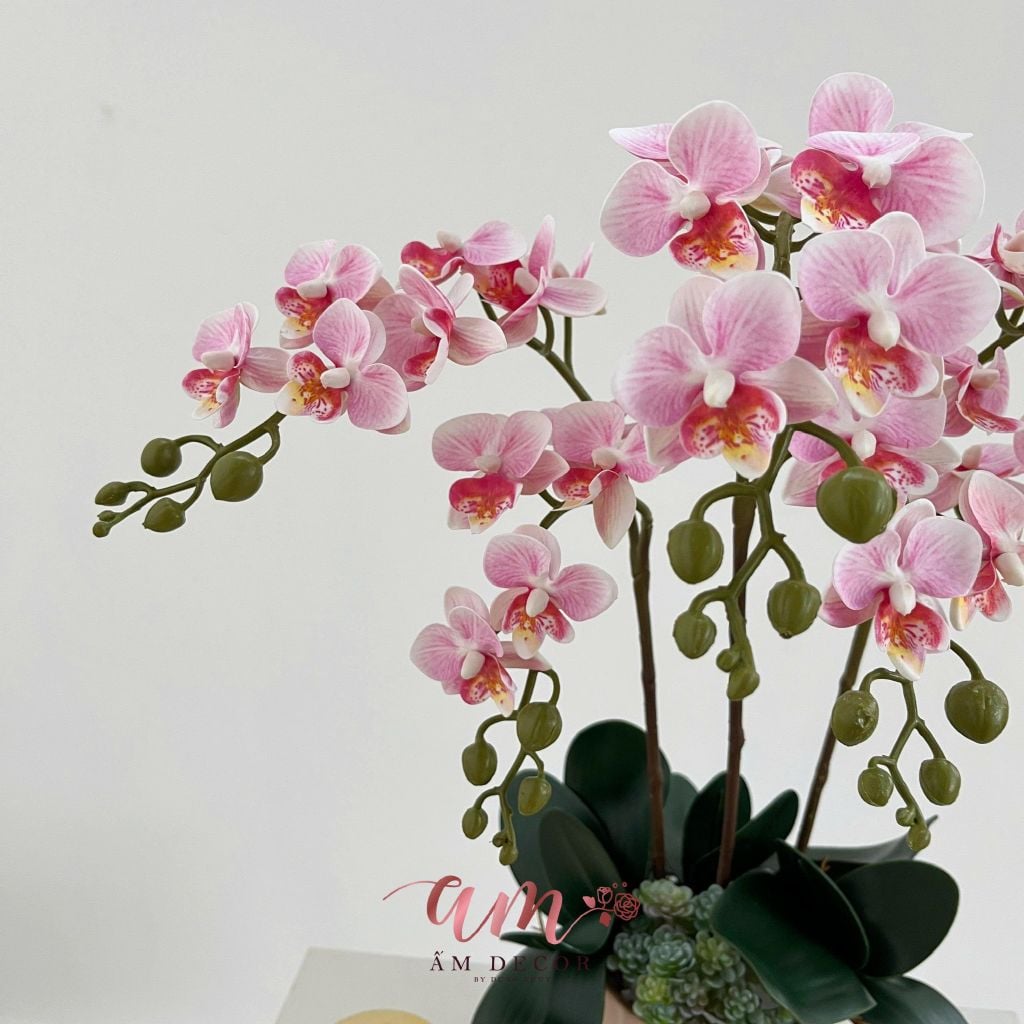 ZBÌNH HOA MINI ORCHID BLOOM