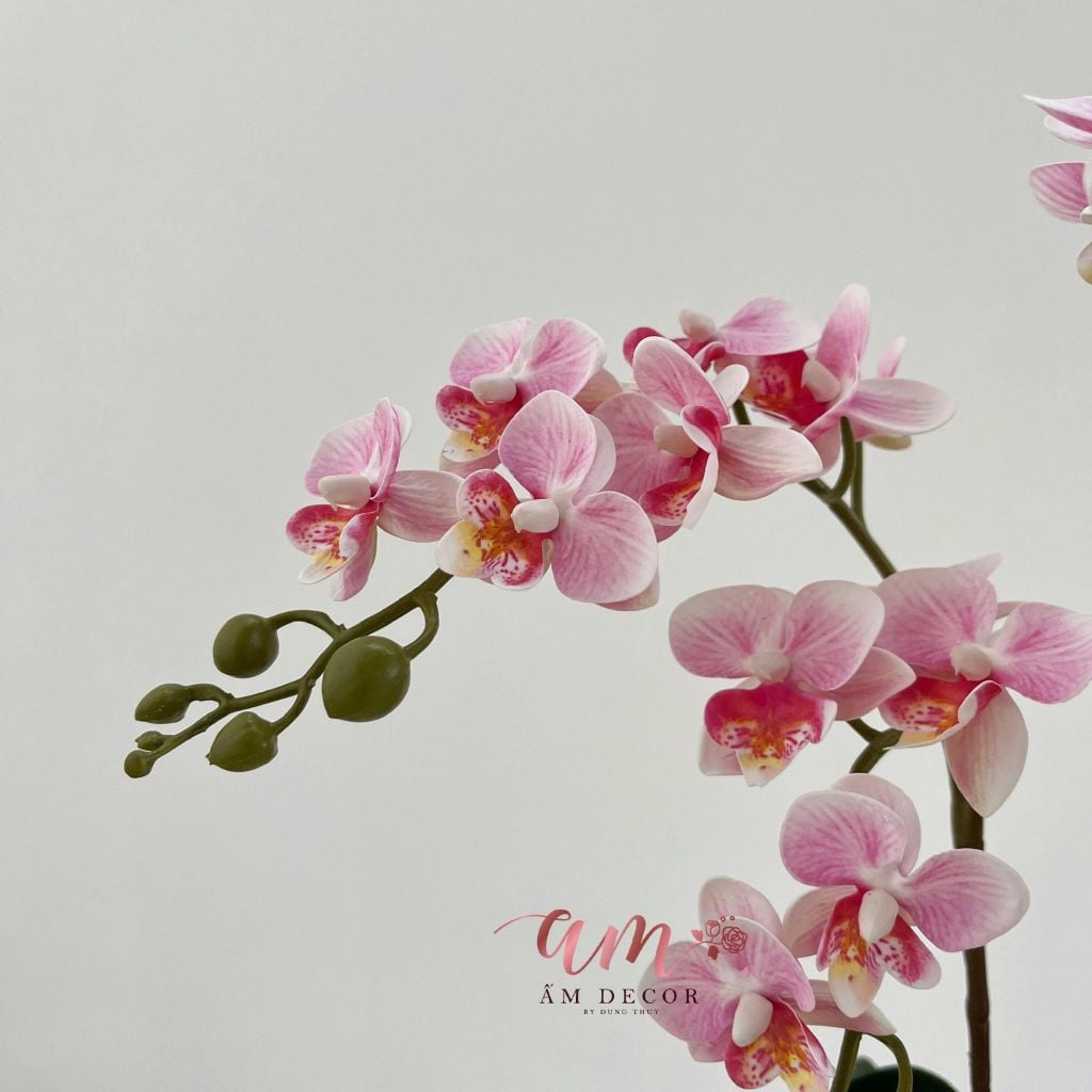 ZBÌNH HOA MINI ORCHID BLOOM