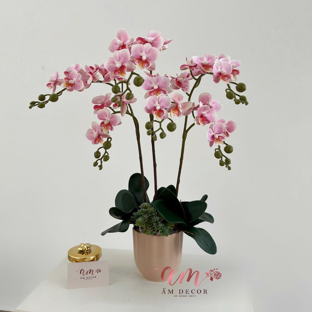 ZBÌNH HOA MINI ORCHID BLOOM