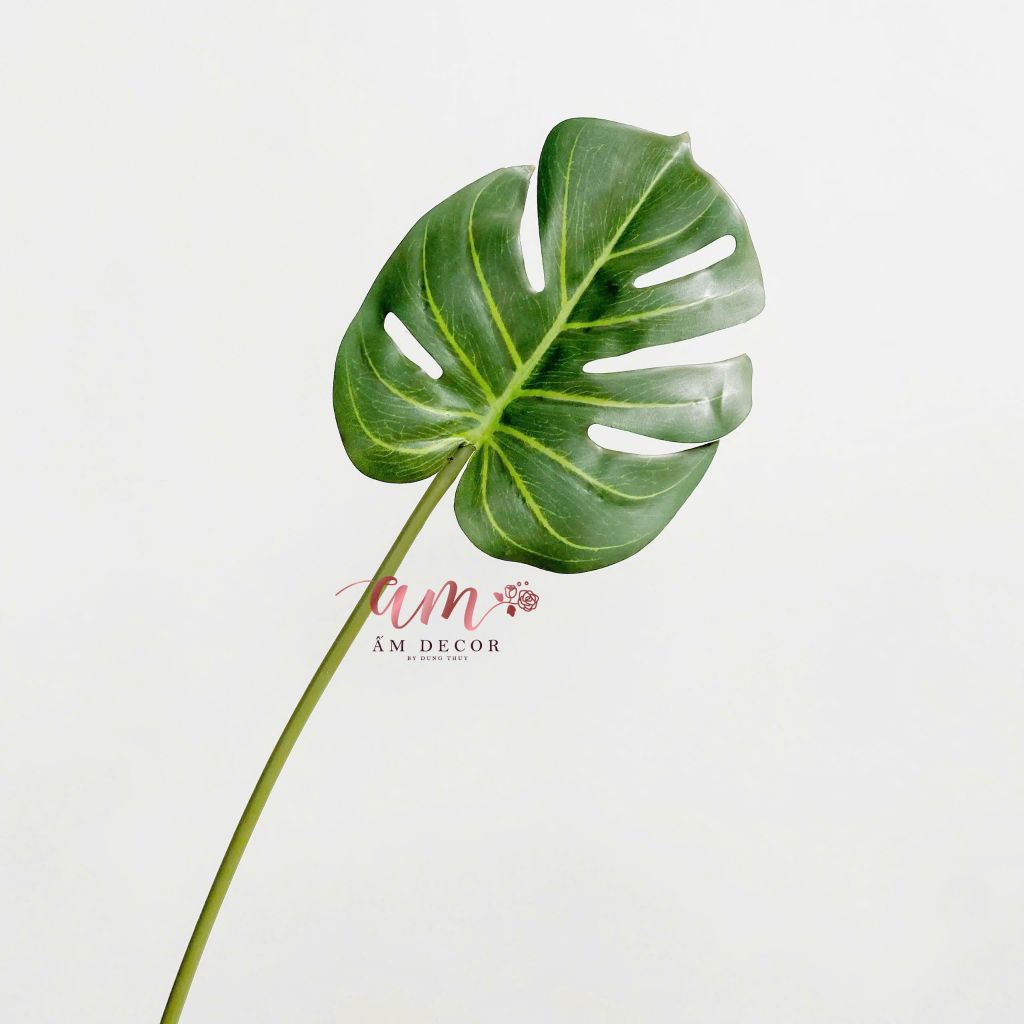 LÁ MONSTERA