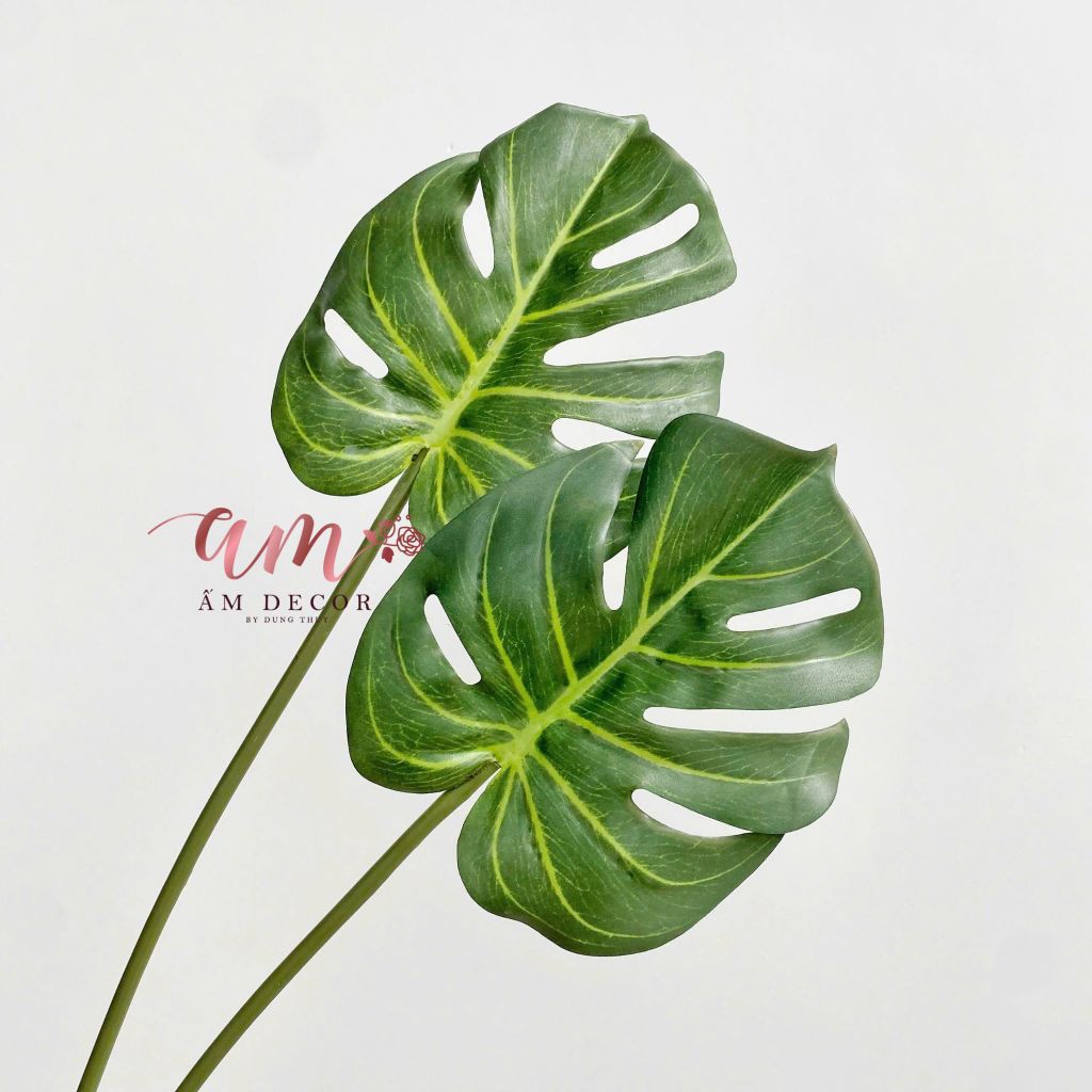 LÁ MONSTERA