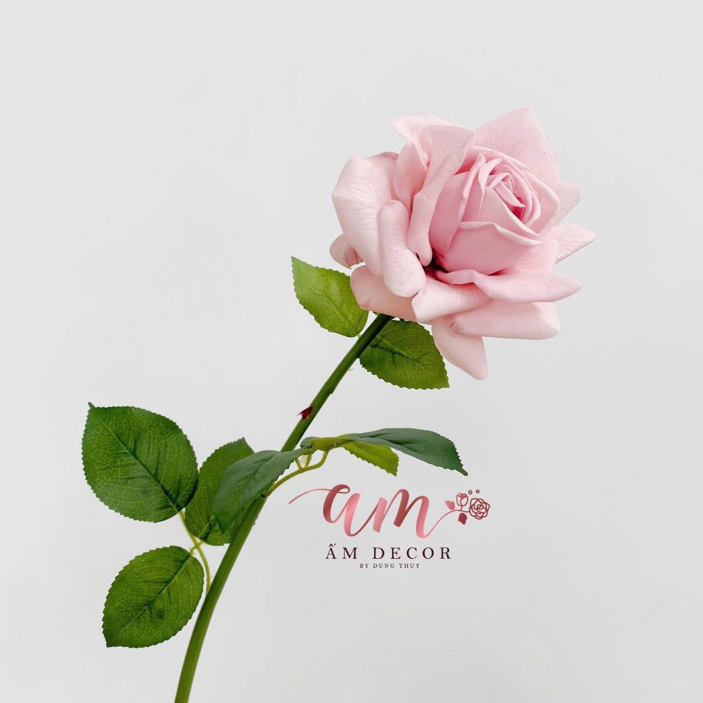 AUSTIN HOA HỒNG (Hồng Nâu)